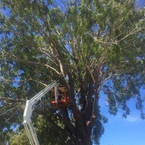 A worker trims large tree branches using a hydraulic lift in a residential area. The ground is scattered with freshly cut limbs and logs, and utility vehicles are parked nearby. The job showcases safe tree maintenance using proper equipment.