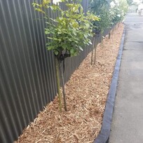 Neatly edged garden bed running alongside a corrugated fence, featuring freshly mulched soil and evenly spaced young trees. A clean footpath borders the right side of the bed.