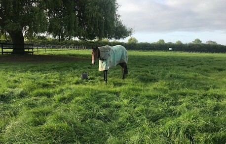 Spelling & Rehabilitation