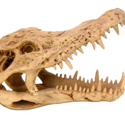 Crocodile Skull Aquatic Ornament