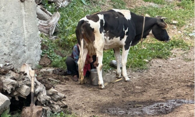 Most villagers had one or two of these wandering about.