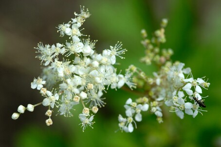 Photo Filipendula ulmaria © Marc Dantan