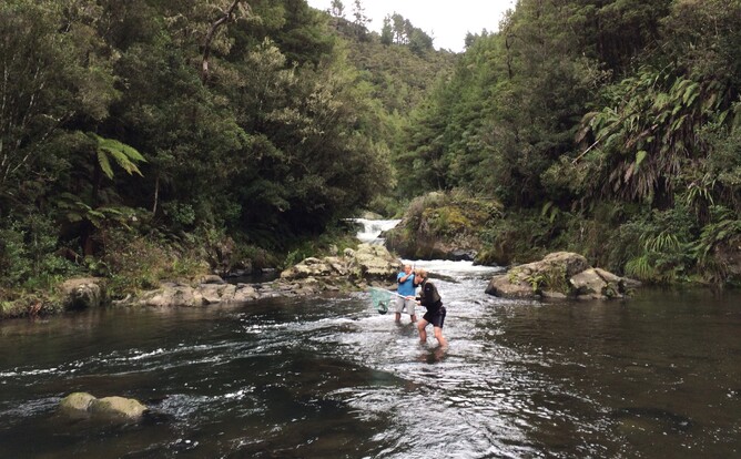 Waipapa River Trout Fishing