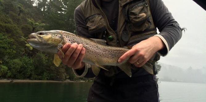 Lake Whakamaru trout fishing brown