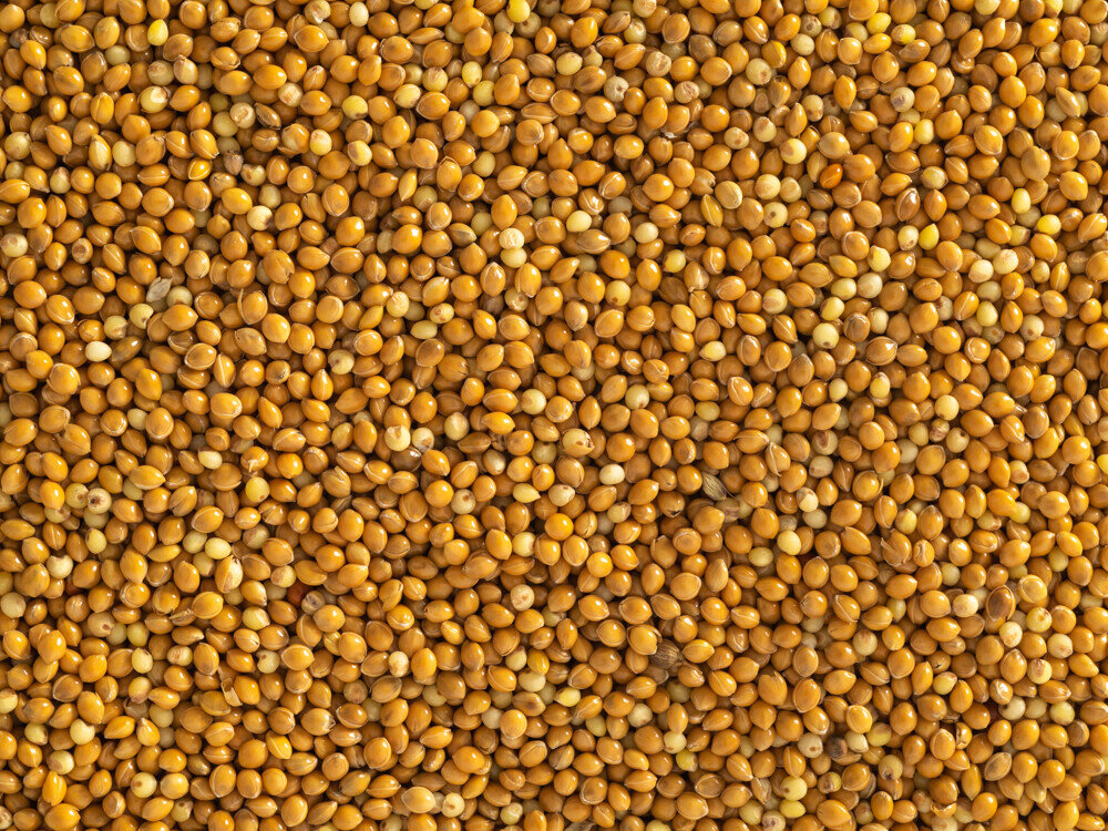 Hungarian Millet GSB Brokers