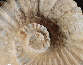 Ancient Spirals: Discovering the Magic of Ammonites