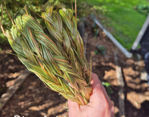 How to Use Sweetgrass for Smudging