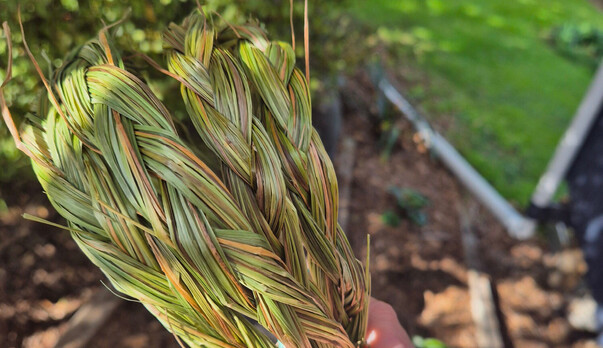 How to Use Sweetgrass for Smudging