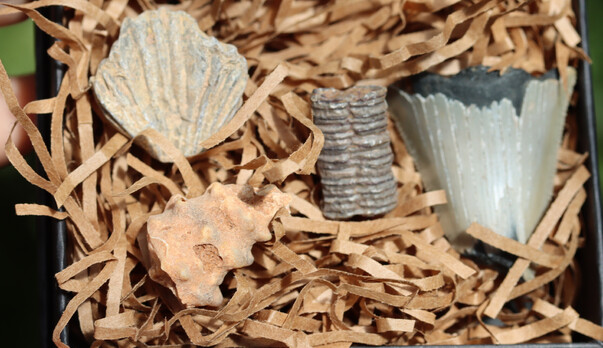 Fossil Discovery Box