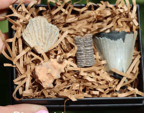 Fossil Discovery Box