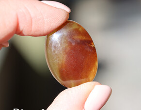 Amber &ndash; Golden Light From Ancient Forests