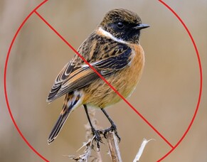 Sheds without bird perch - the cleaner roof system