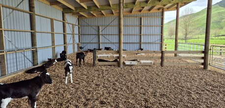 Calves in calf shed