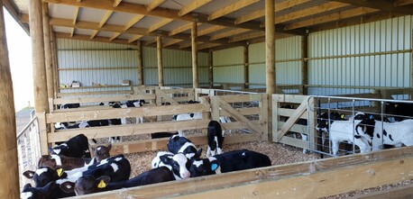 Calf shed internal