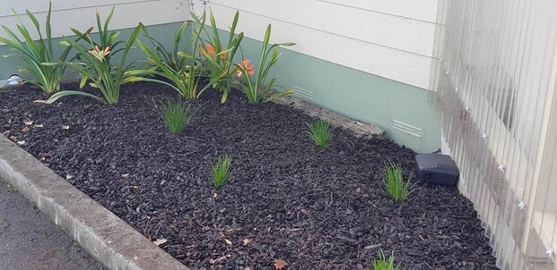 Planting - Trees, shrubs, grasses, flowers and more