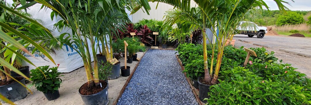 Tropical Plants & Palms Trees