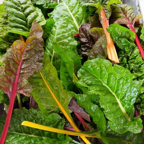 pile of colourful Chard leaves