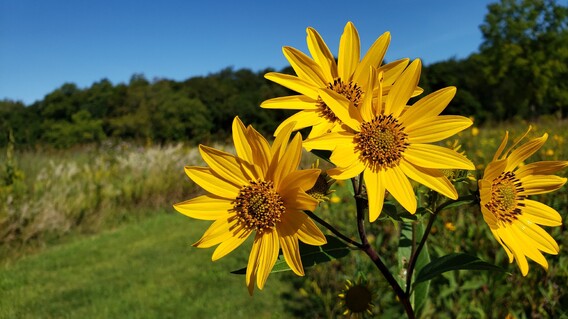 Bright yellow Jerusalem Artichoke flowers close up in the garden