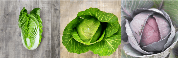 napa cabbage green cabbage red cabbage close up