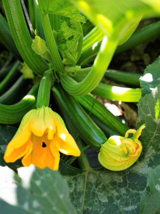 Courgette plant growing with courgette flowers and leaves
