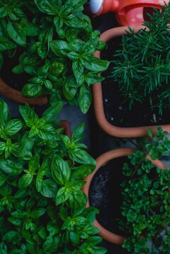 Overhead view of rosemary, basil and thyme in small pots