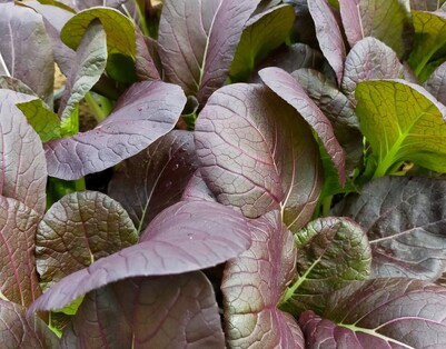 Red Choi Pak Choi growing in bio-intensive garden bed