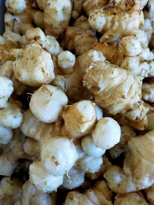 Jerusalem Artichoke close up