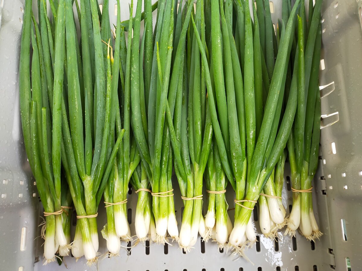 spring-onions-101-goldbush-micro-farm