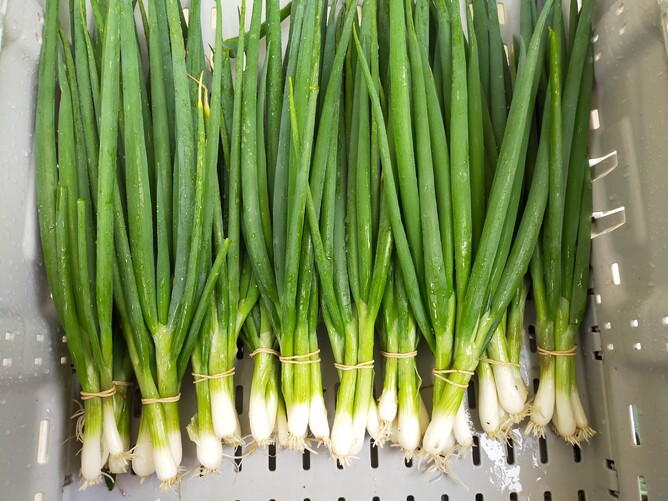 Spring Onions 101 Goldbush Micro Farm
