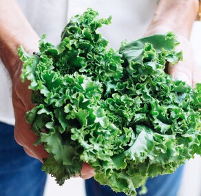 Kale bunch held by hands