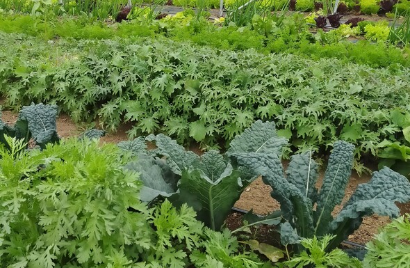 Bio-intensive Market Garden beds