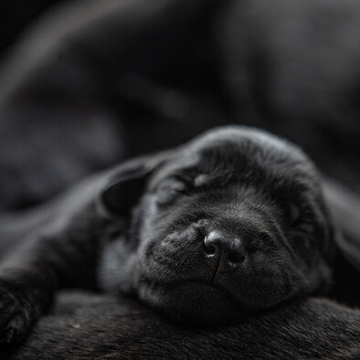 MAI Animal Health_Human Health_Resuscitators 