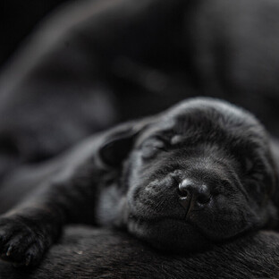 MAI Animal Health_Other Health Products