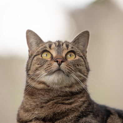 MAI Animal Health - Small Animal Products Link