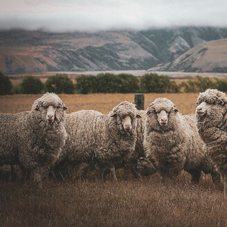MAI Animal Health_Sheep Products