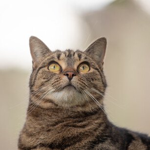 MAI Animal Health - Small Animal Products Link