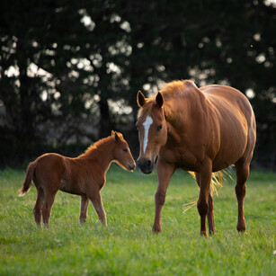 MAI Animal Health - Equine Products Link