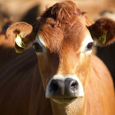 MAI Animal Health_Dairy Products