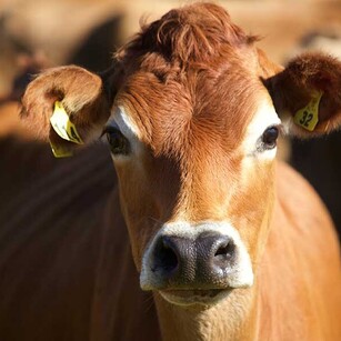 MAI Animal Health - Dairy Products Link