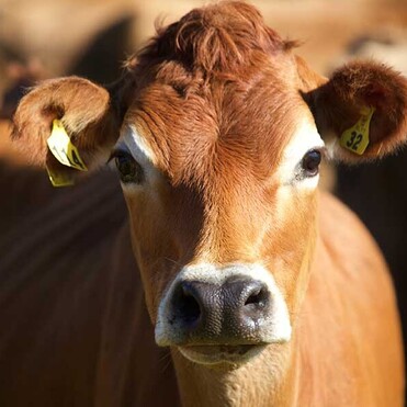 MAI Animal Health - Dairy Products Link