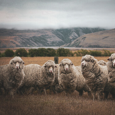 MAI Animal Health - Sheep and Beef Products Link