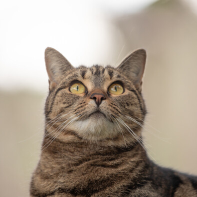 MAI Animal Health - Small Animal Products Link