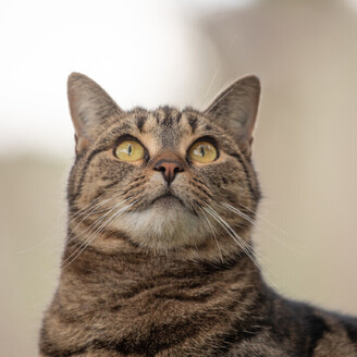 MAI Animal Health_Small Animal Products