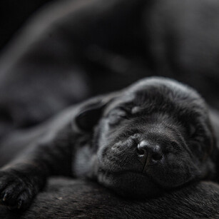 MAI Animal Health_Other Health Product