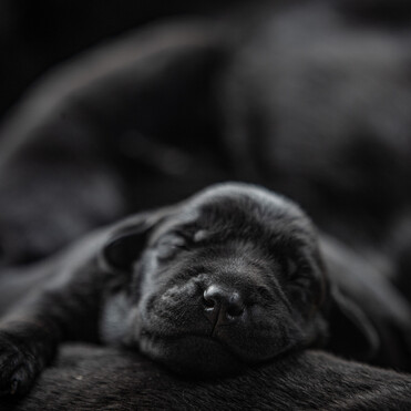 MAI Animal Health_Other Health Products Link