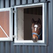 Horse Stable, Stable, Equine buildings, Barns, Horse Barns, stables Waikato, farm buildings, farm buildings waikato, sheds, sheds cambridge, sheds waikato, horse shelters, barn doors, waikato builders.stable shutters