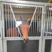 Horse Stable, Stable, Equine buildings, Barns, Horse Barns, stables Waikato, farm buildings, farm buildings waikato, sheds, sheds cambridge, sheds waikato, horse shelters, barn doors, waikato builders.