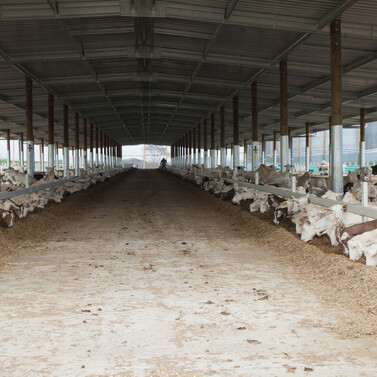 goat shed, farming building, pole shed, waikato shed, farm shed nz, build waikato, sheds nz