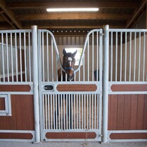 Horse Stable, Stable, Equine buildings, Barns, Horse Barns, stables Waikato, farm buildings, farm buildings waikato, sheds, sheds cambridge, sheds waikato, horse shelters, barn doors, waikato builders.stable panels