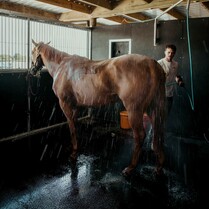 horse wash down bay